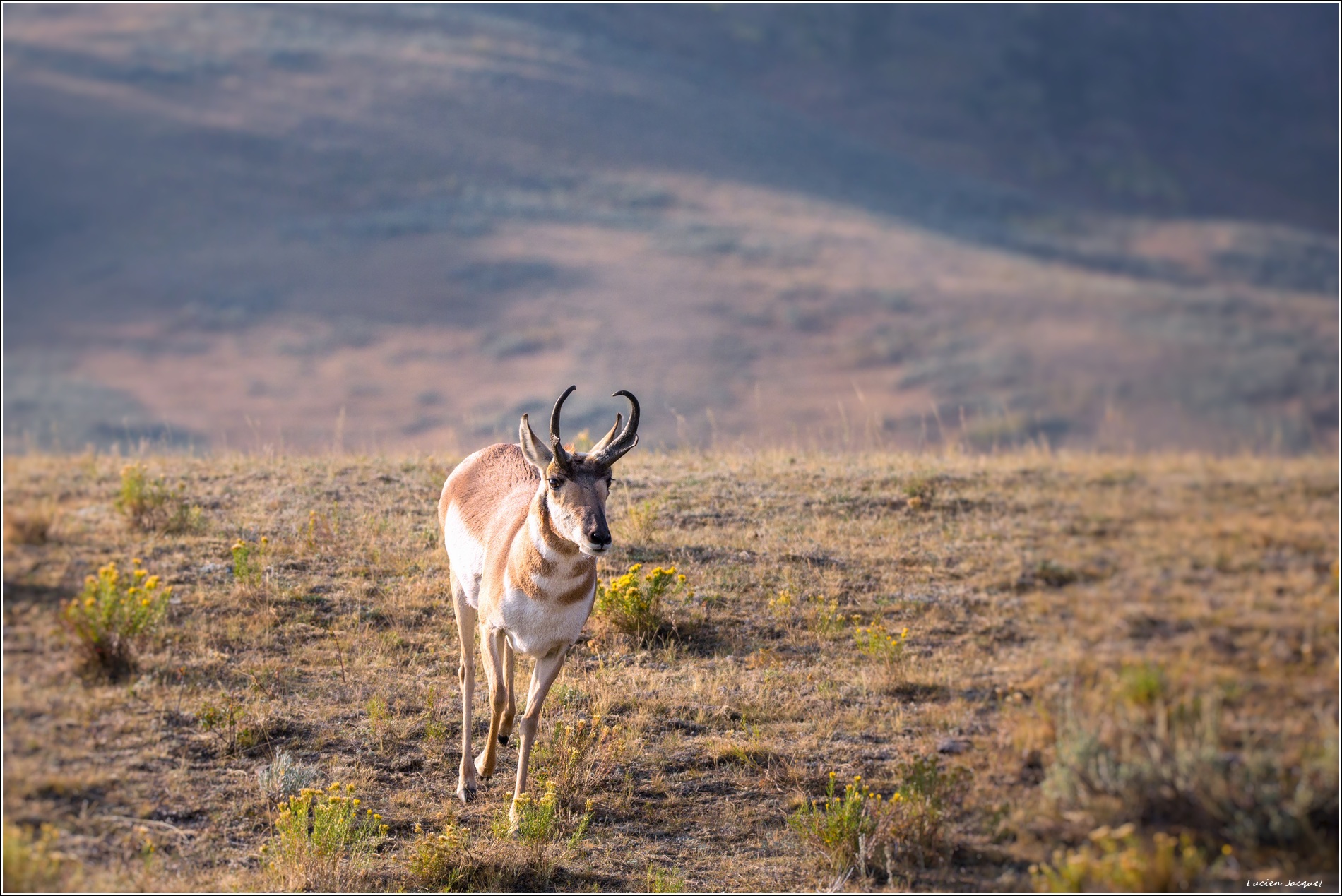 Pronghorn, antilope d'Amèrique du nord