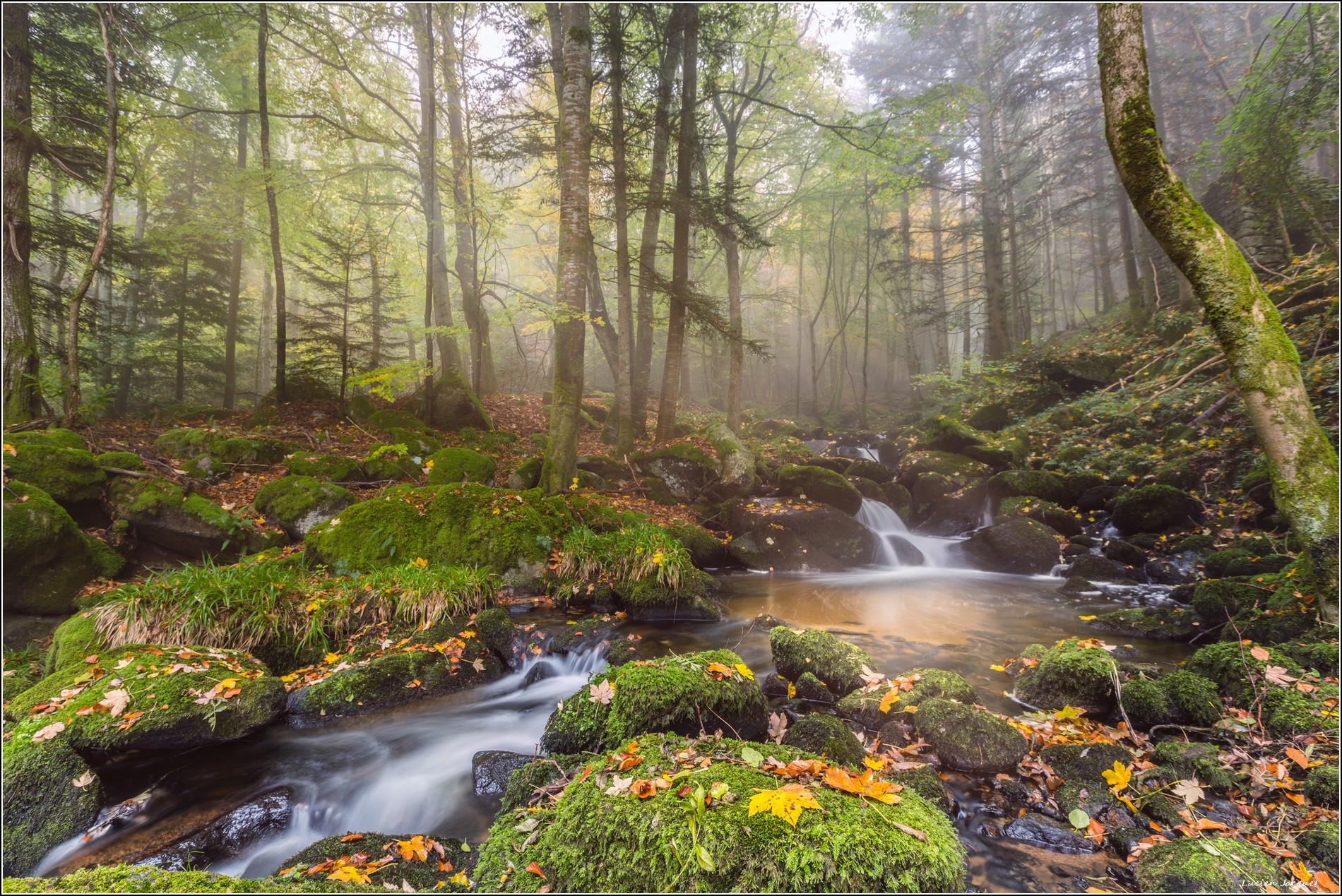 La forêt magique...