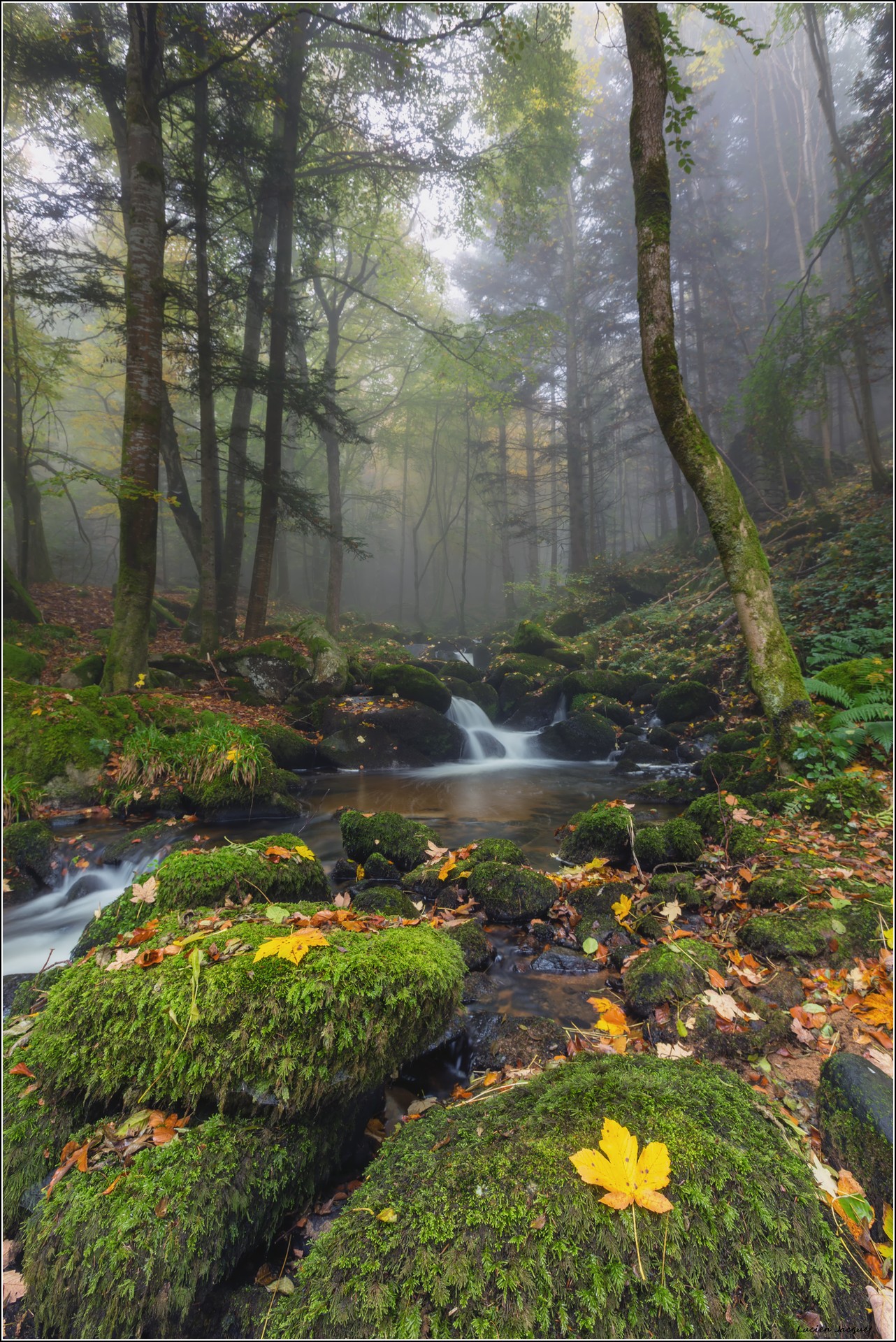 Magie de l'Automne