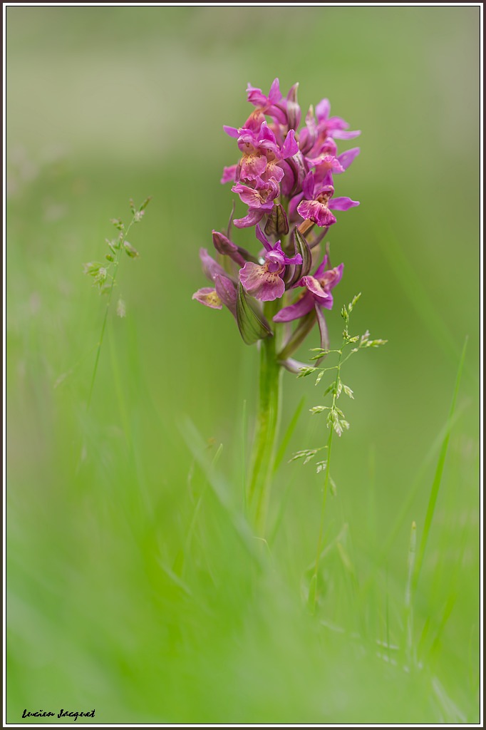 Orchis bouffon.