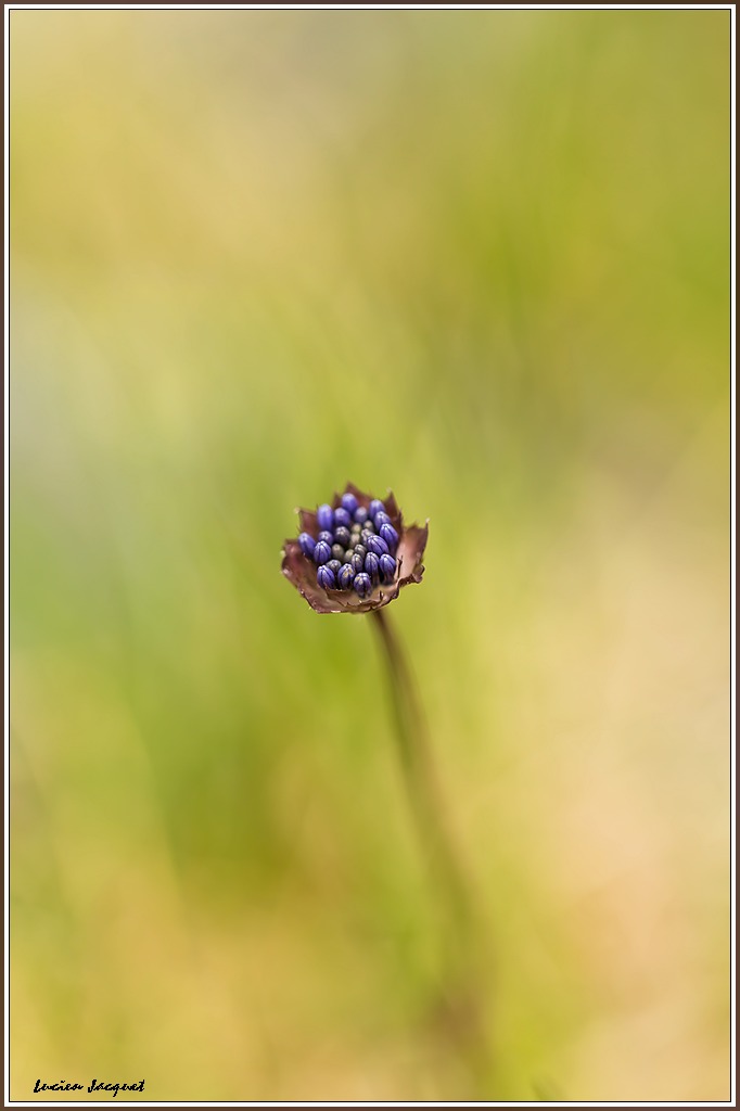 Minuscule inconnue en devenir