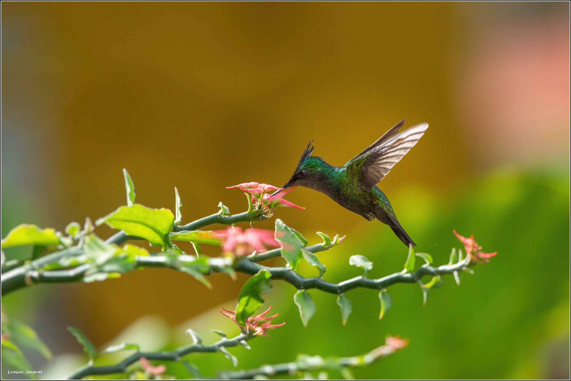 Colibri huppé