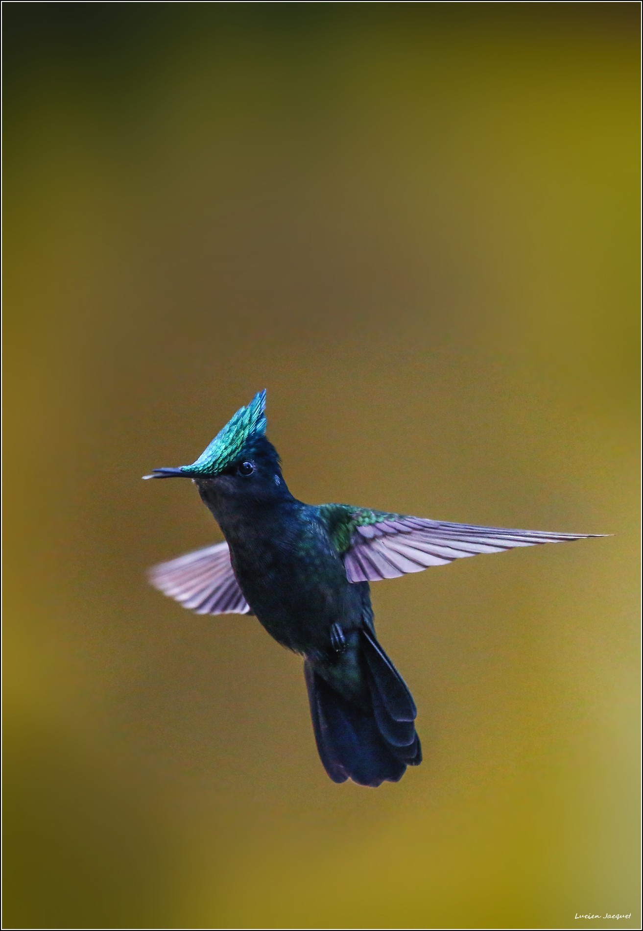 Colibri huppé.