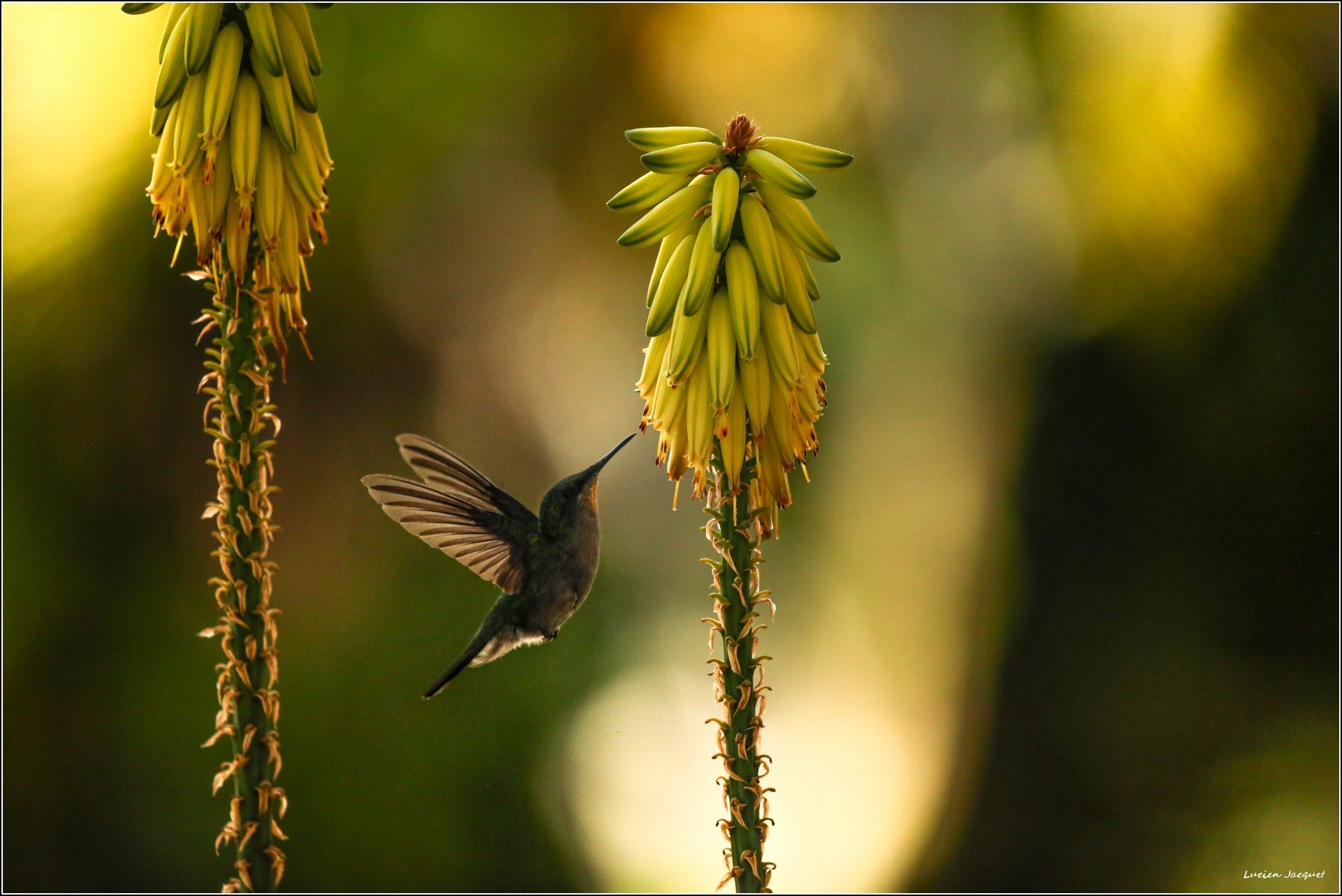 Colibri commun.