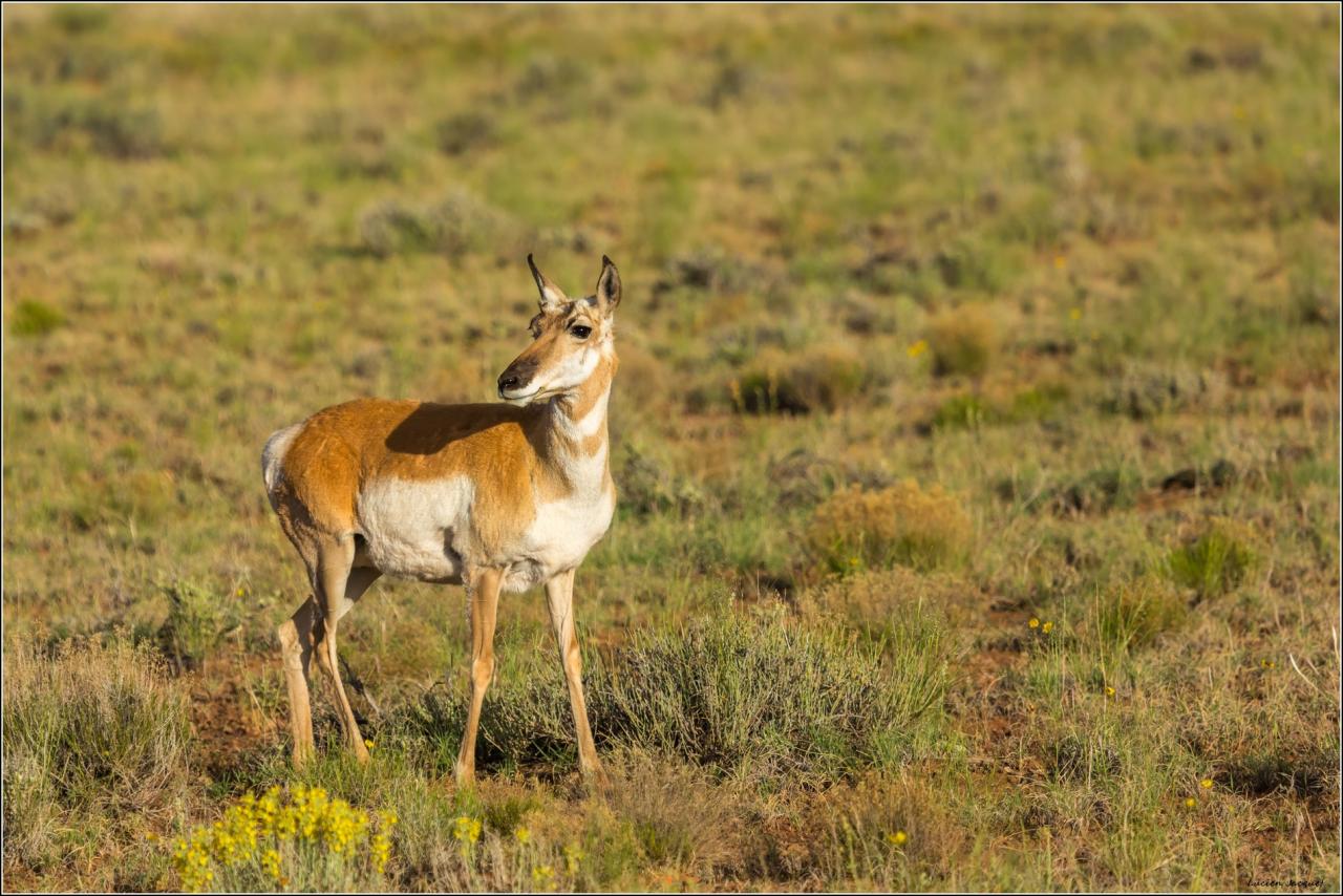 Pronghorn, antilope d'Amérique