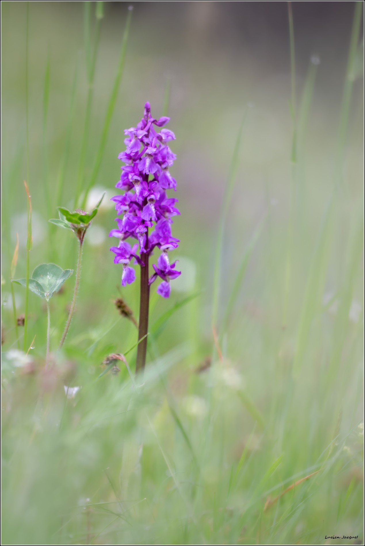 Orchis