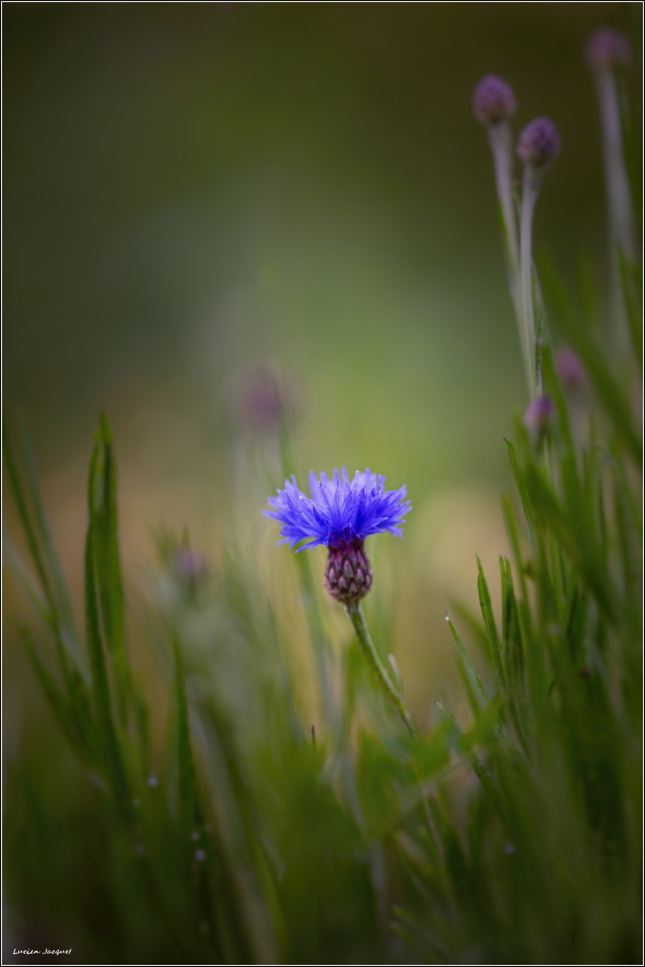 Un bleuet tout simplement...