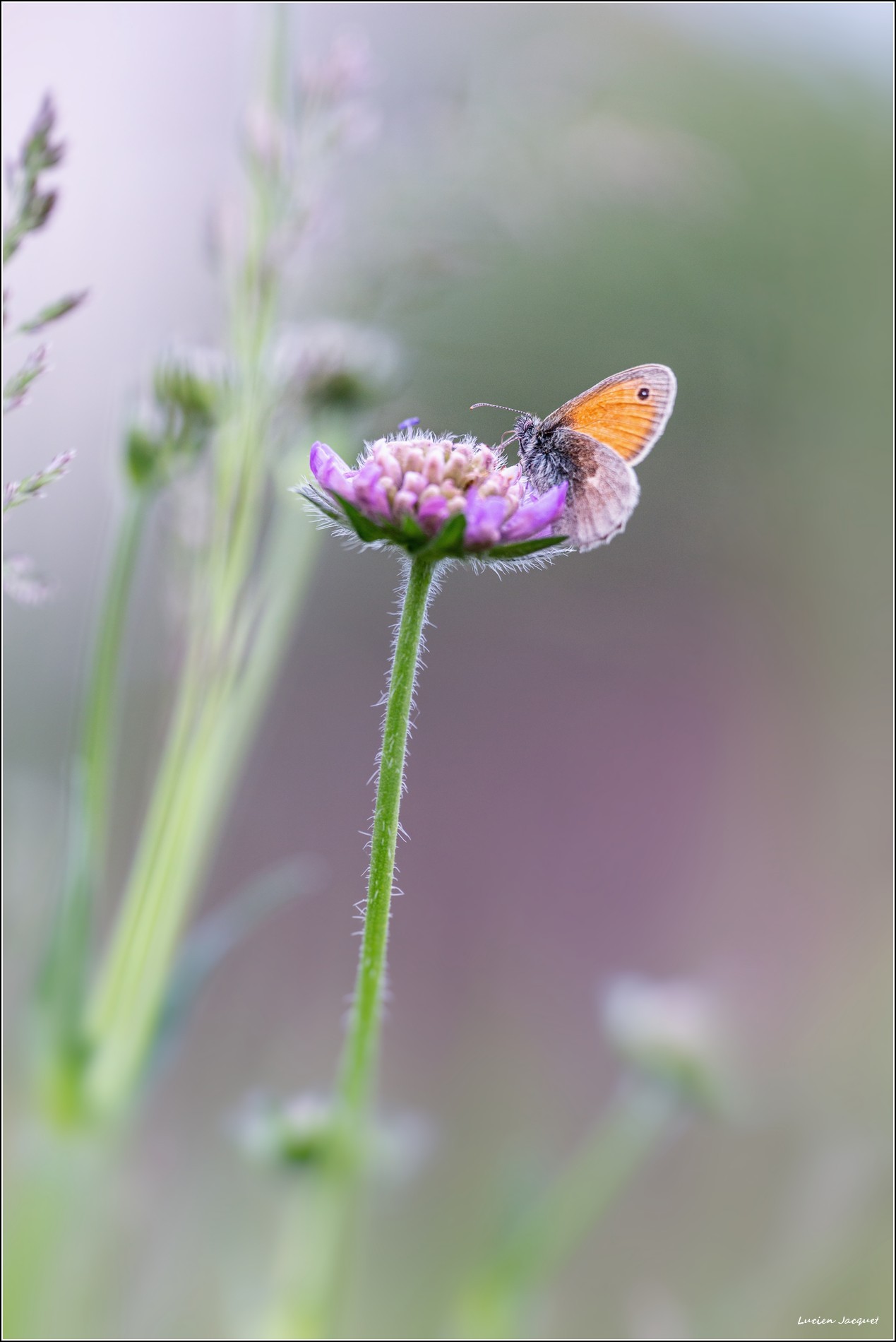 Fadet au butinage.