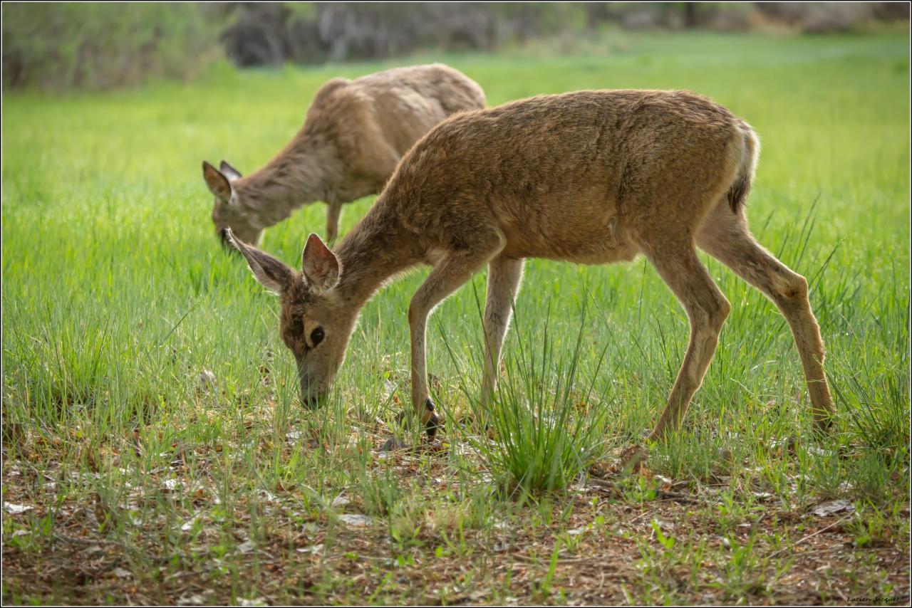 Mule Deer (grandes oreilles)
