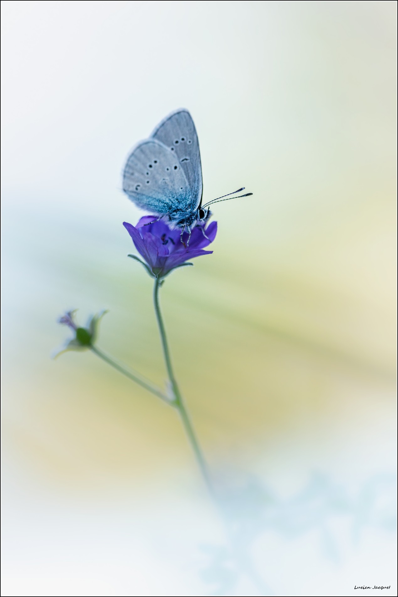 Bleu d'azur...