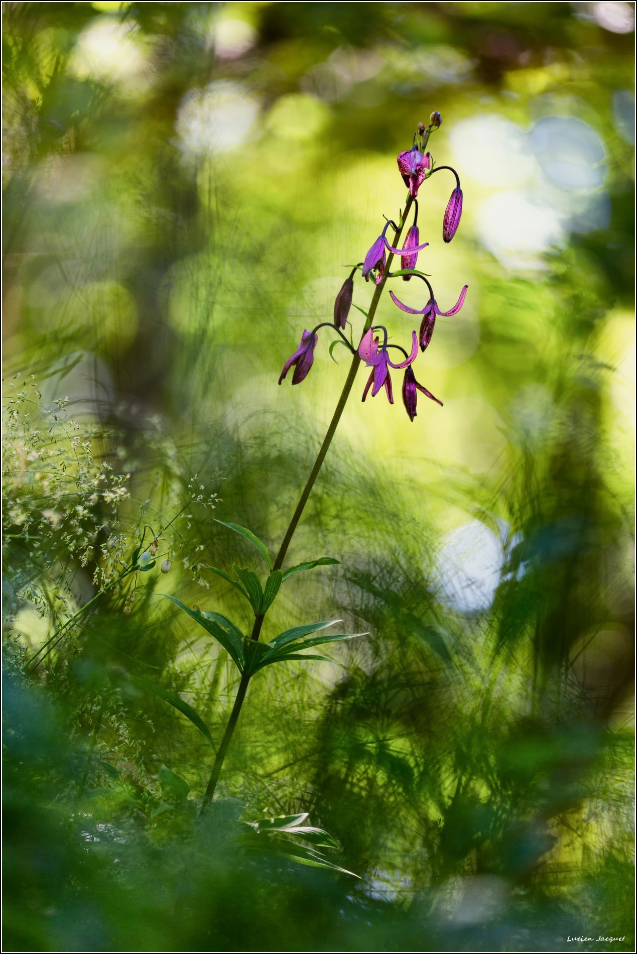 Lys Martagon dans so écrin de graminés.