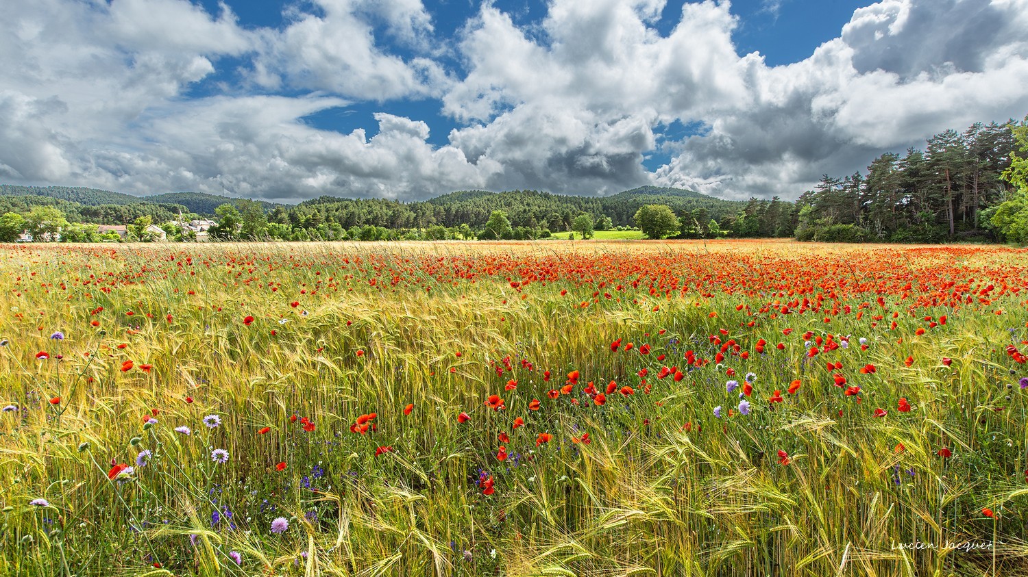 C'était le temps des coquelicots...