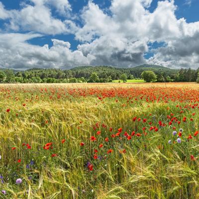 C'était le temps des coquelicots...