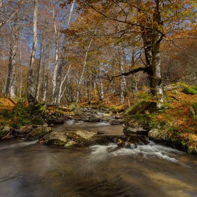 Derniers feux de l'Automne...