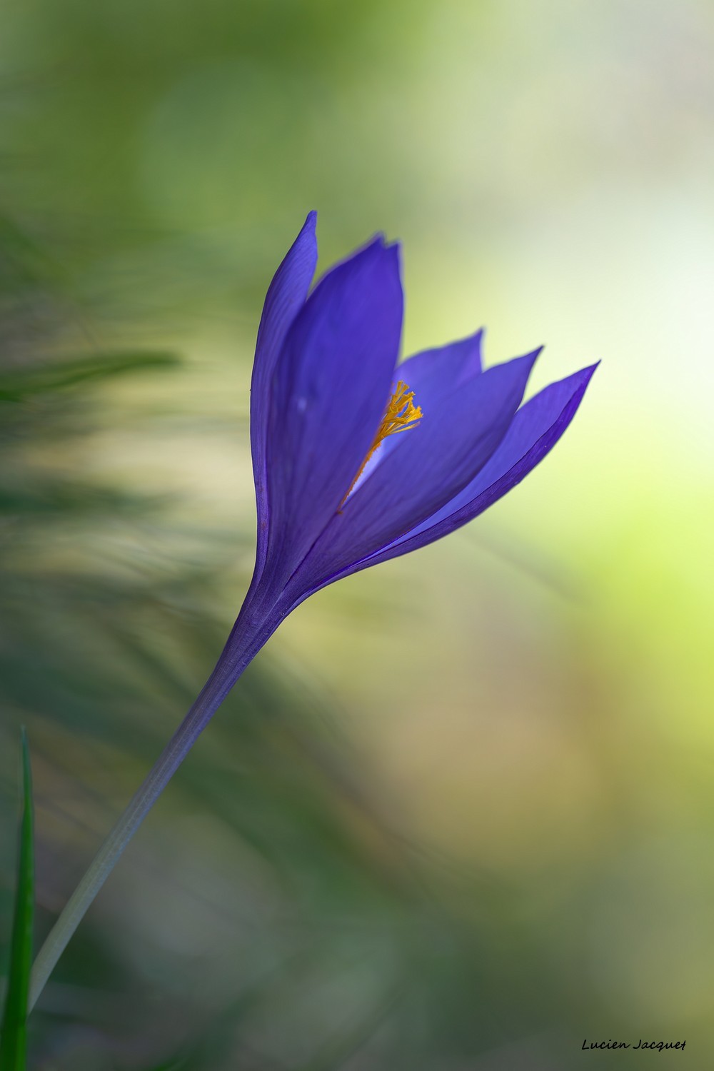 Crocus pyrénéen.