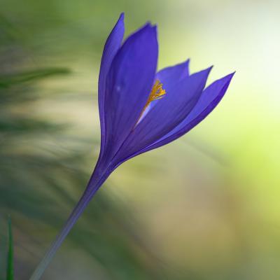 Crocus pyrénéen.