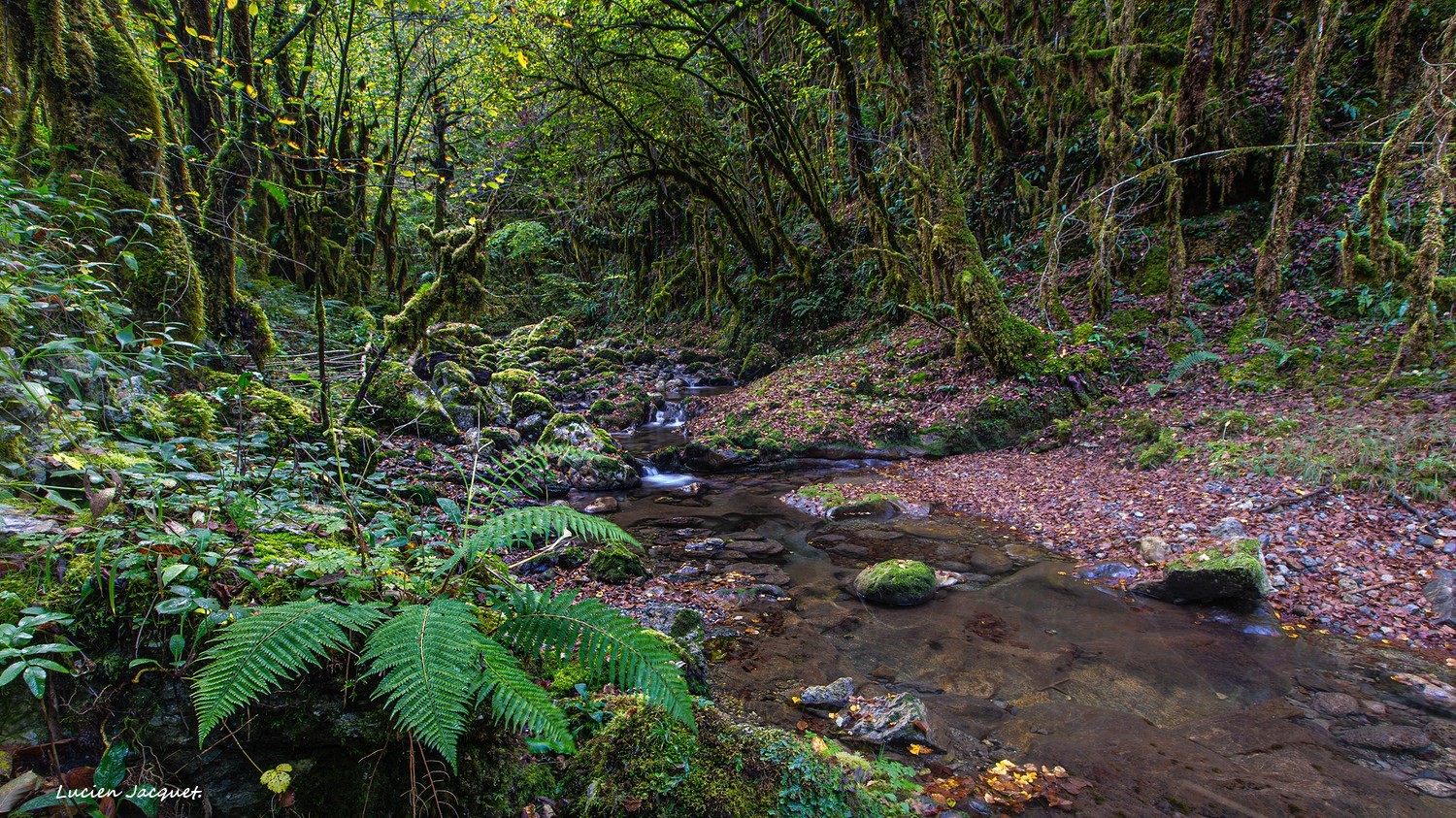 Ambiance amazoniènne