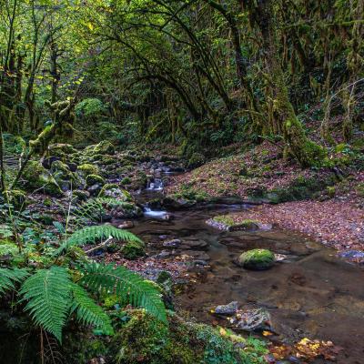 Ambiance amazoniènne