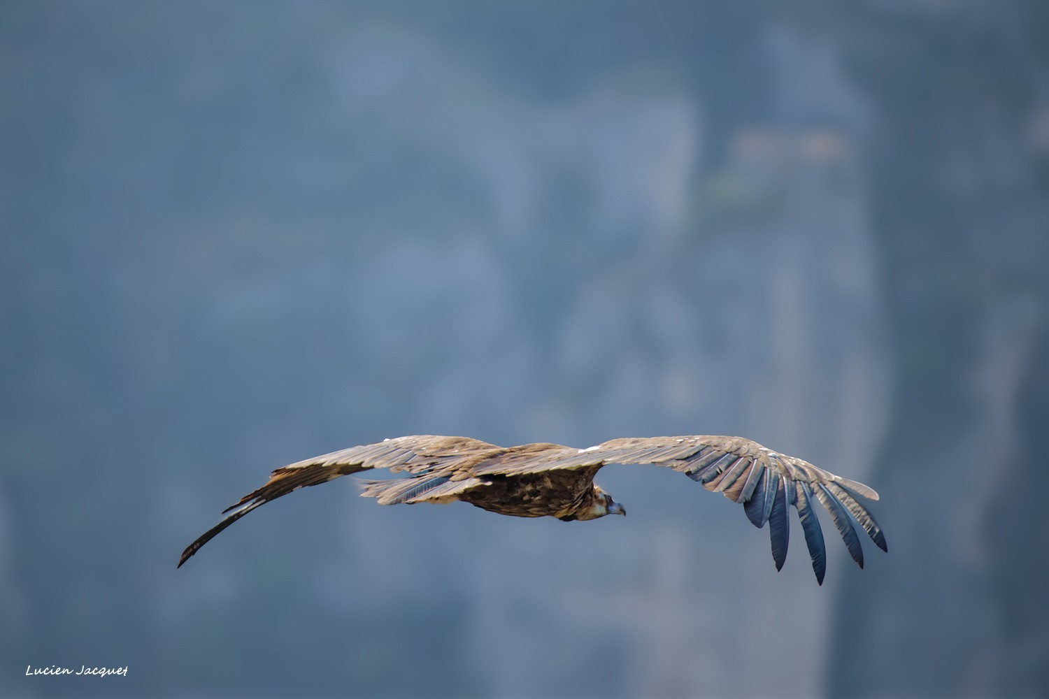Vautour Moine.