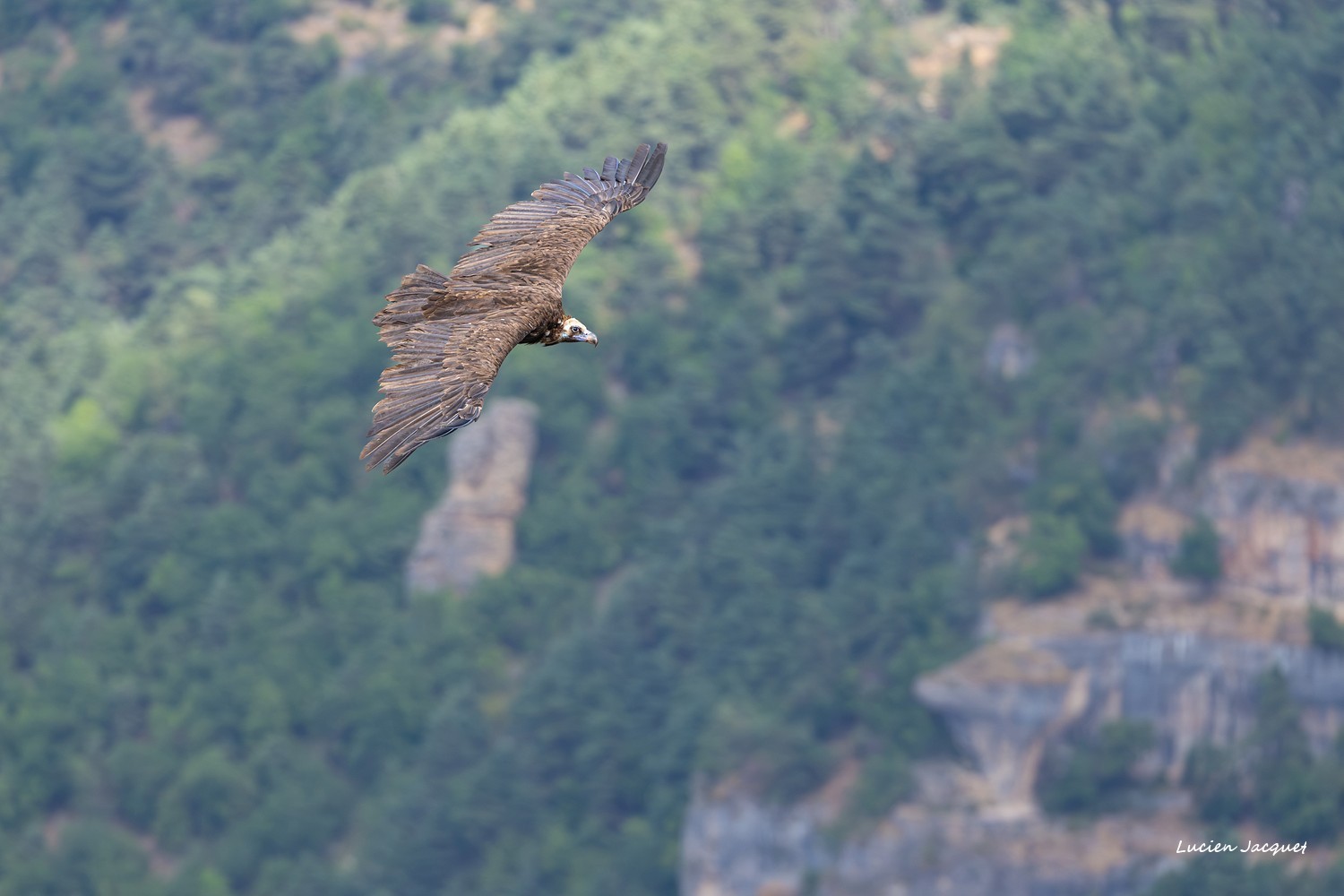 Vautour Moine