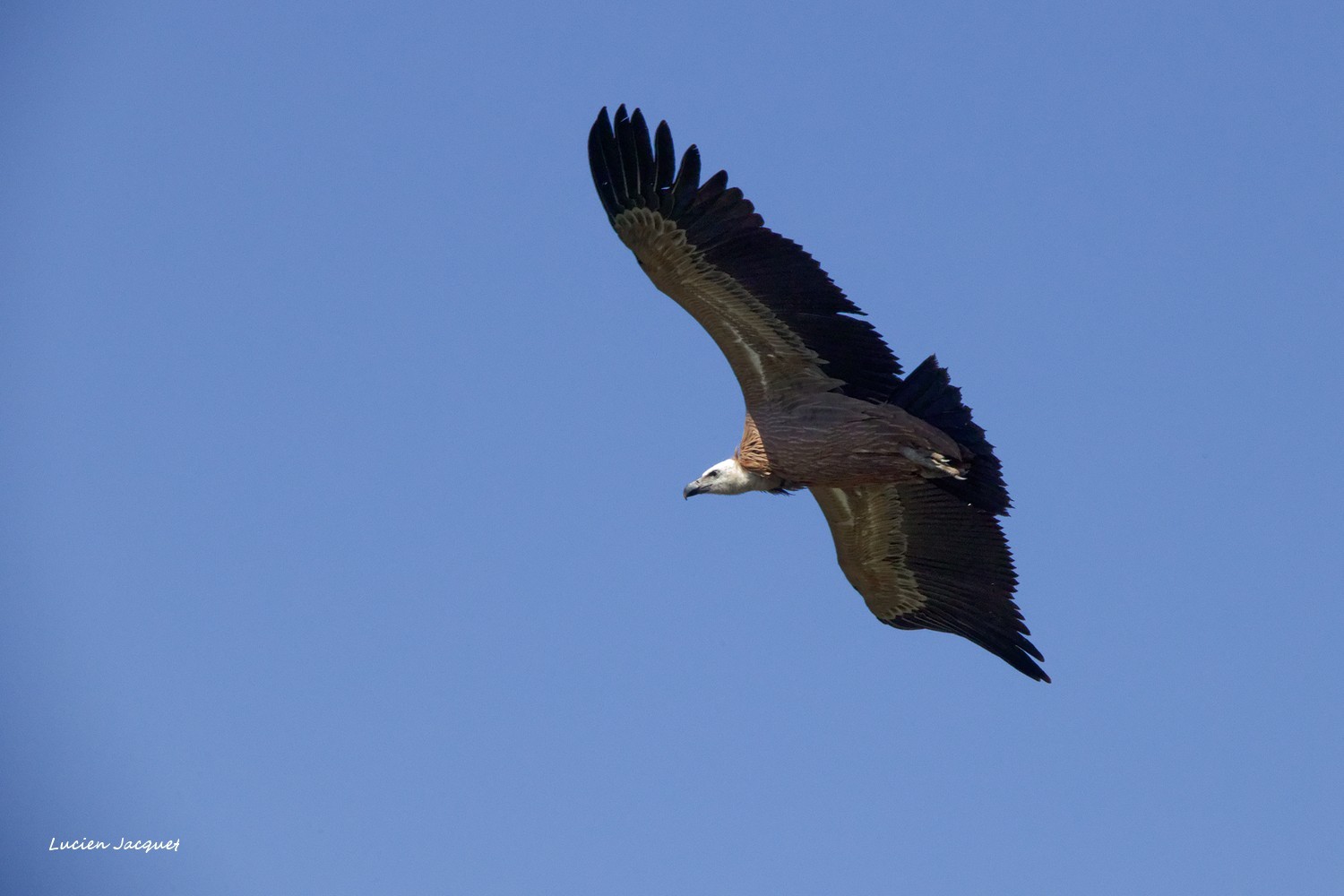 Vautour fauve, virage