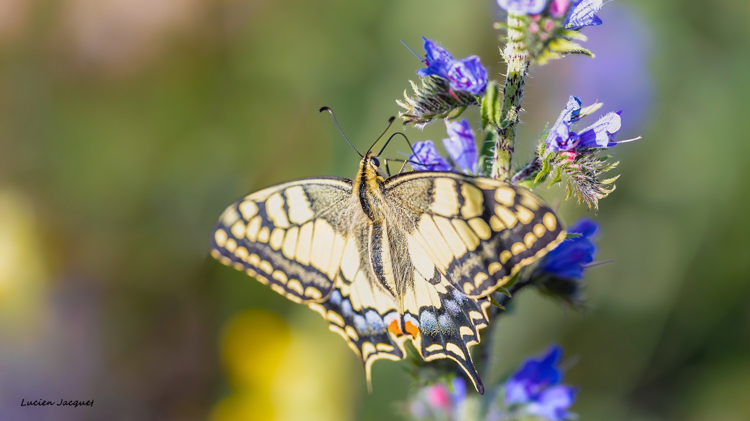 Machaon sur Vipérine Commune.