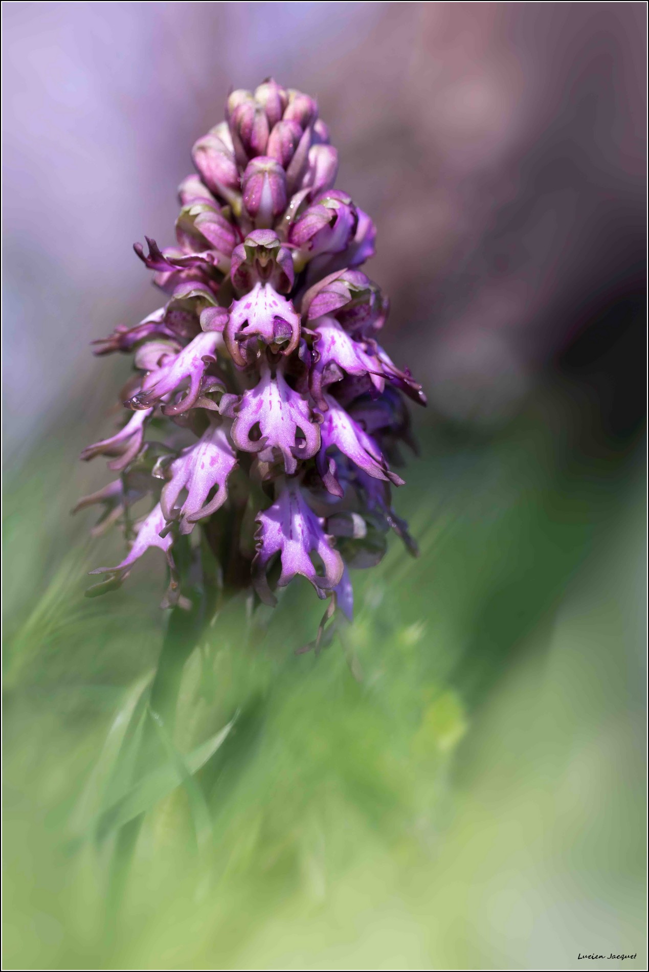 La première de l'année...Himantoglossum robertianum