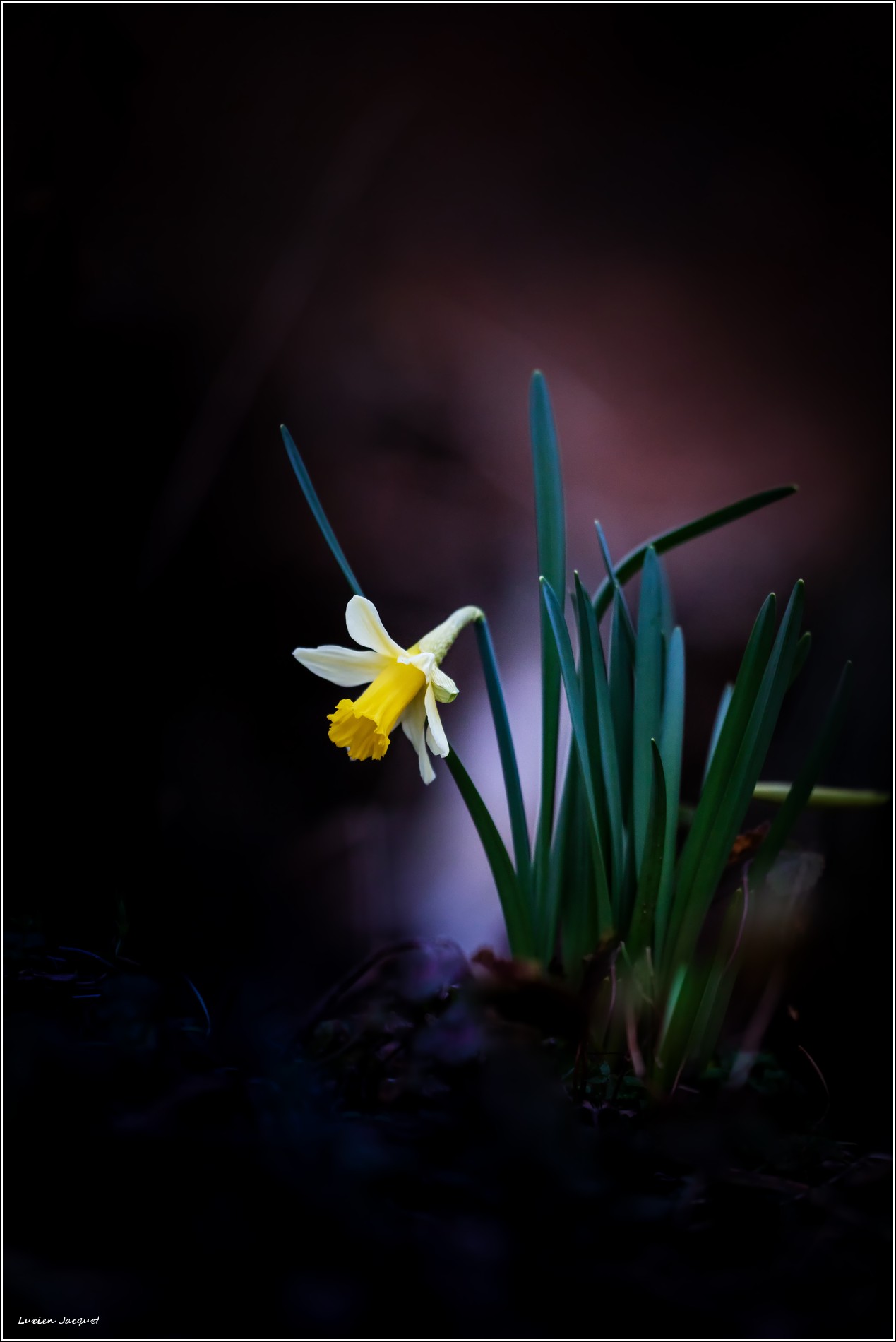 Apparition... premières jonquilles 2020.