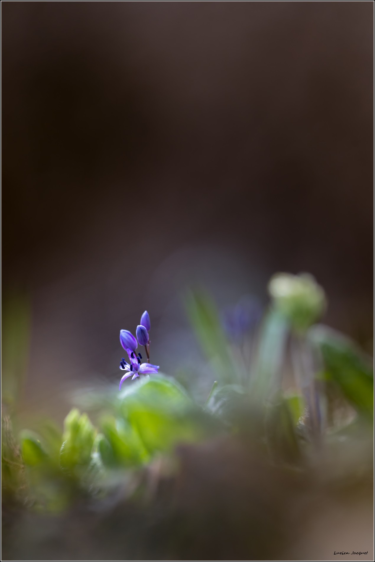 Solitaire