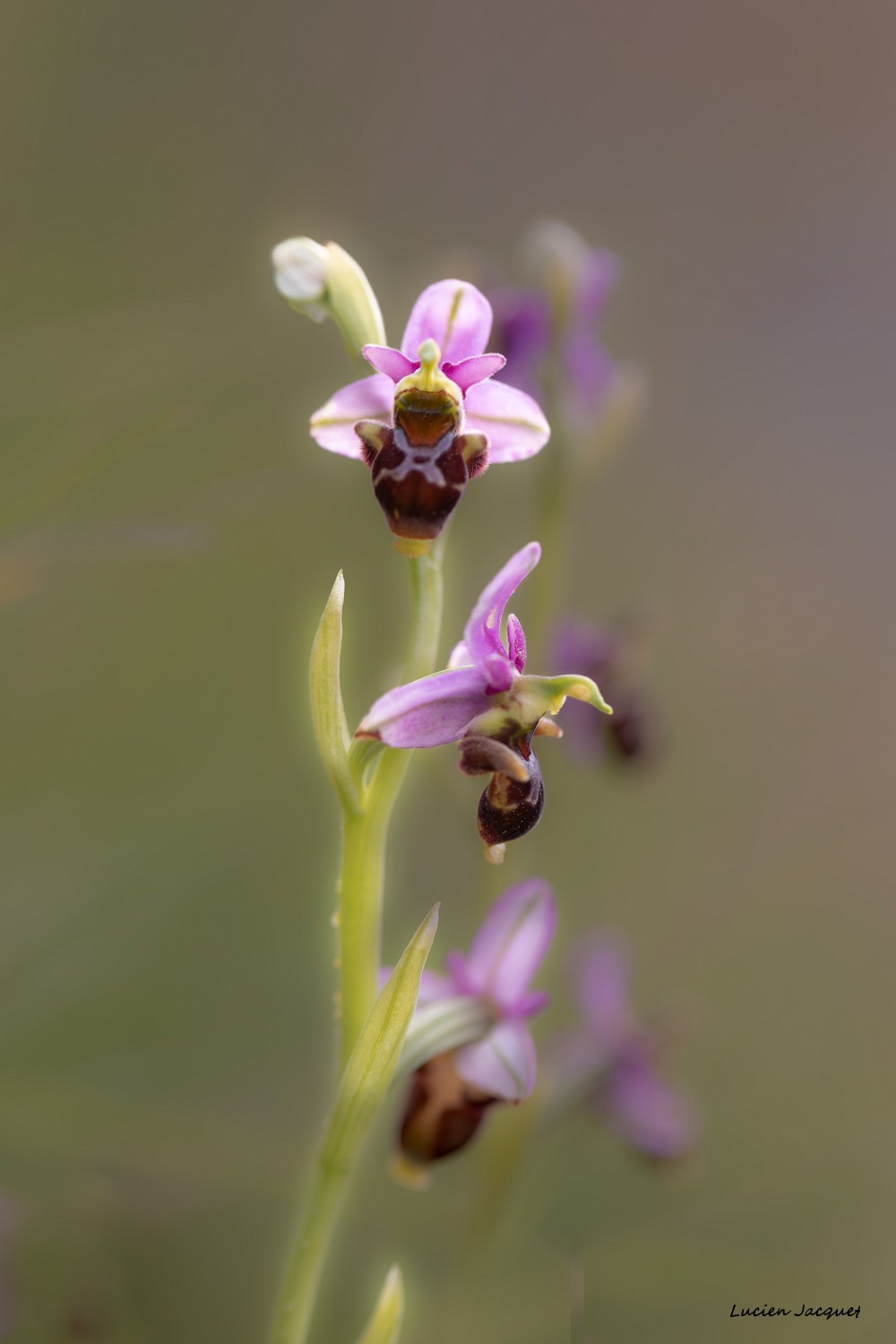 L'Ophrys bécasse Ophrys scolopax subsp. scolopax