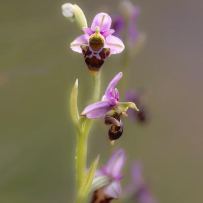 L'Ophrys bécasse Ophrys scolopax subsp. scolopax