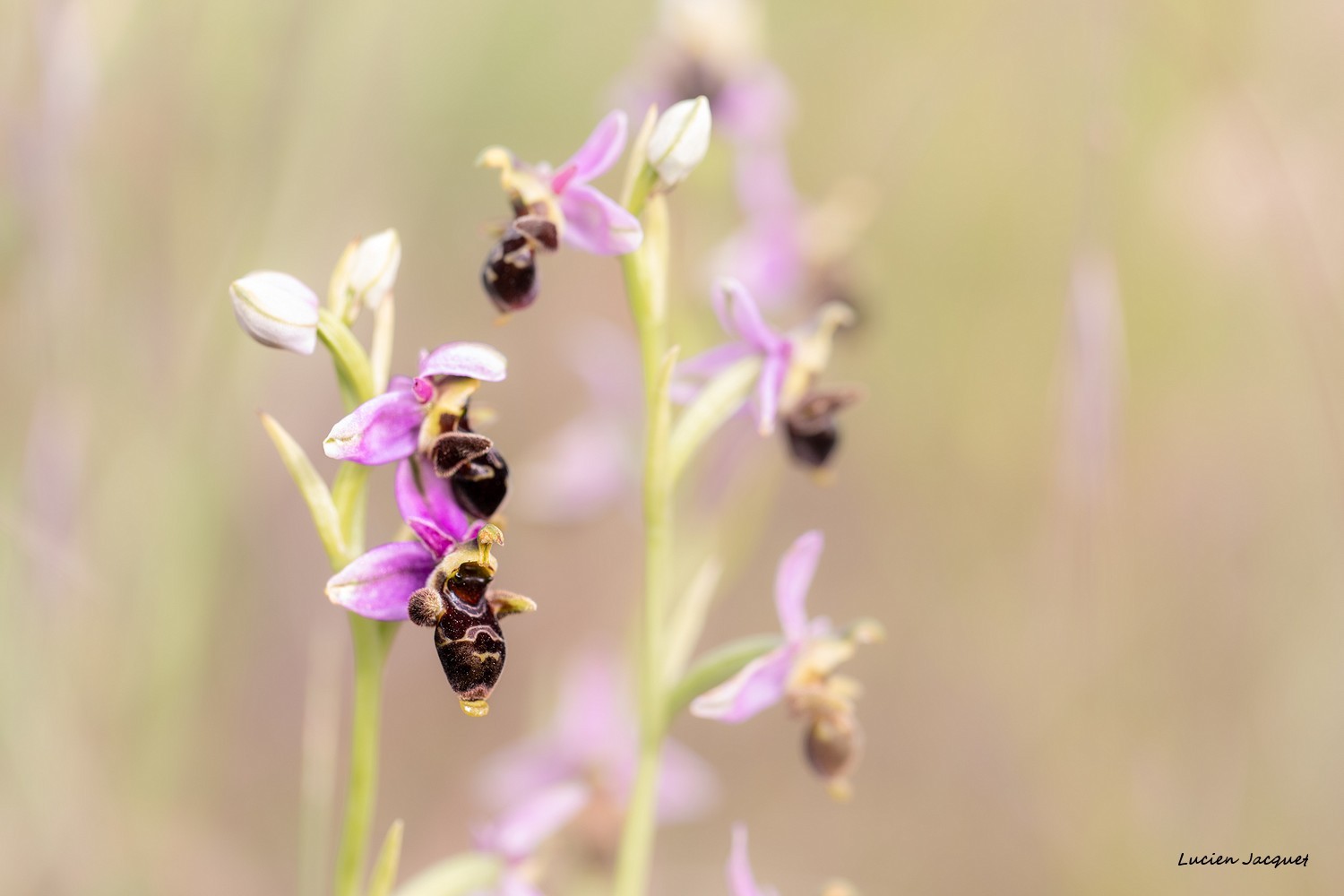 Ophrys bécasse  