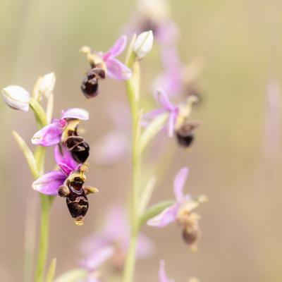 Ophrys bécasse  