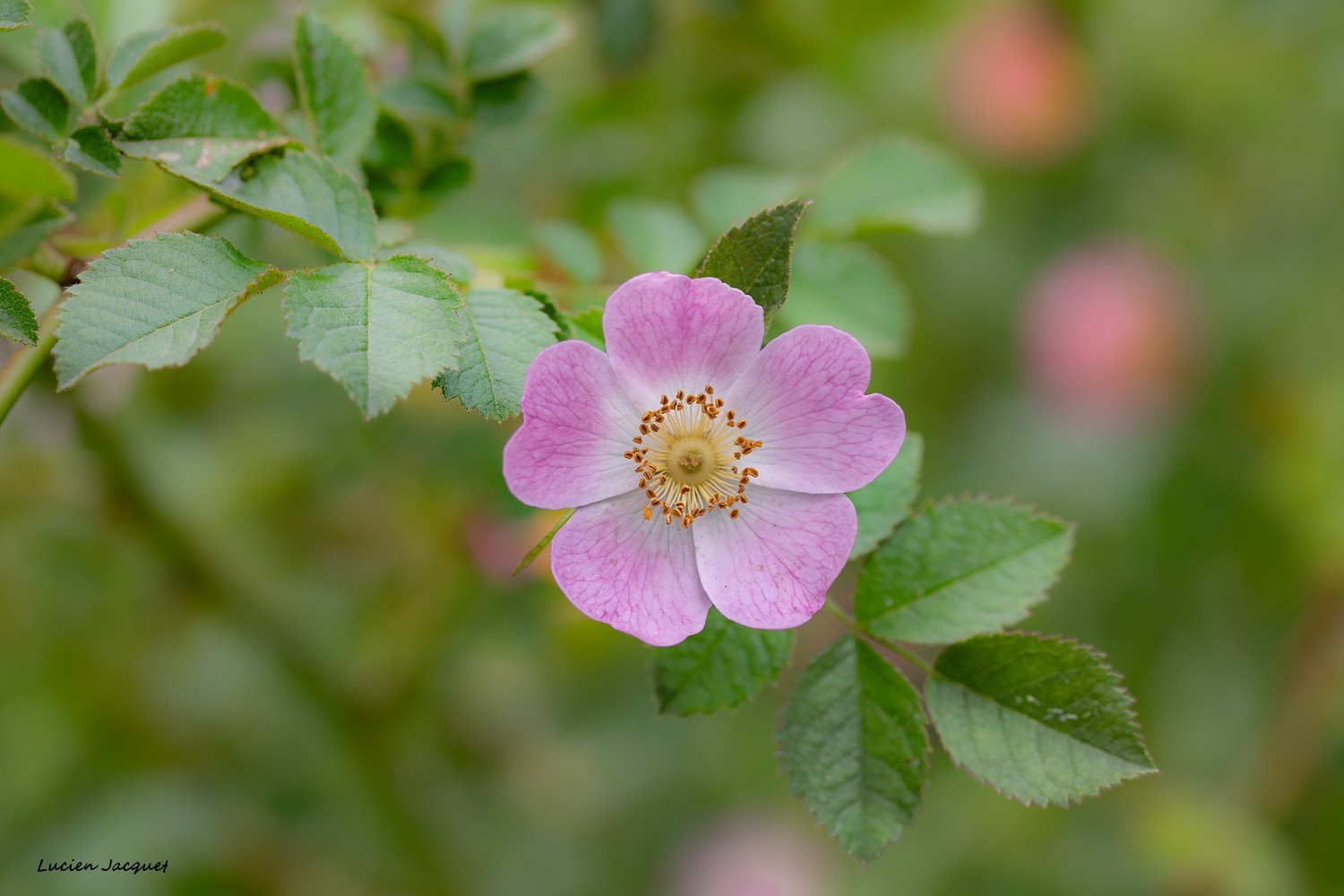 Rien qu'une églantine ! 