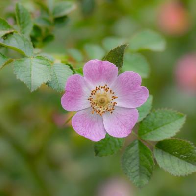 Rien qu'une églantine ! 