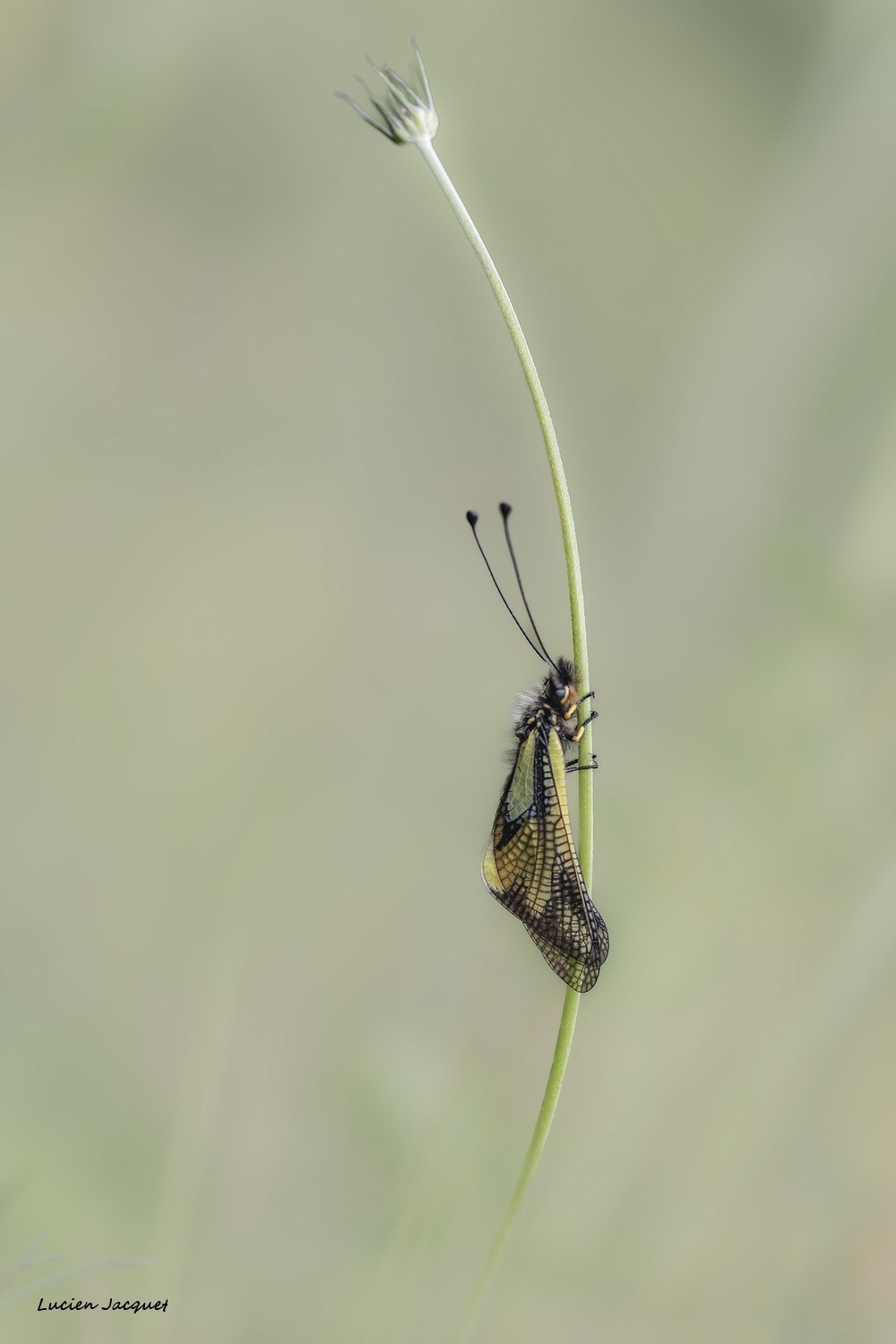 L'ascalaphe s'entraine au saut à la perche !