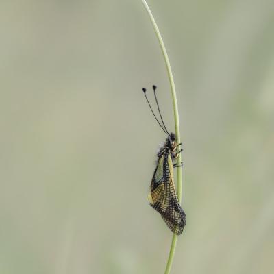 L'ascalaphe s'entraine au saut à la perche !