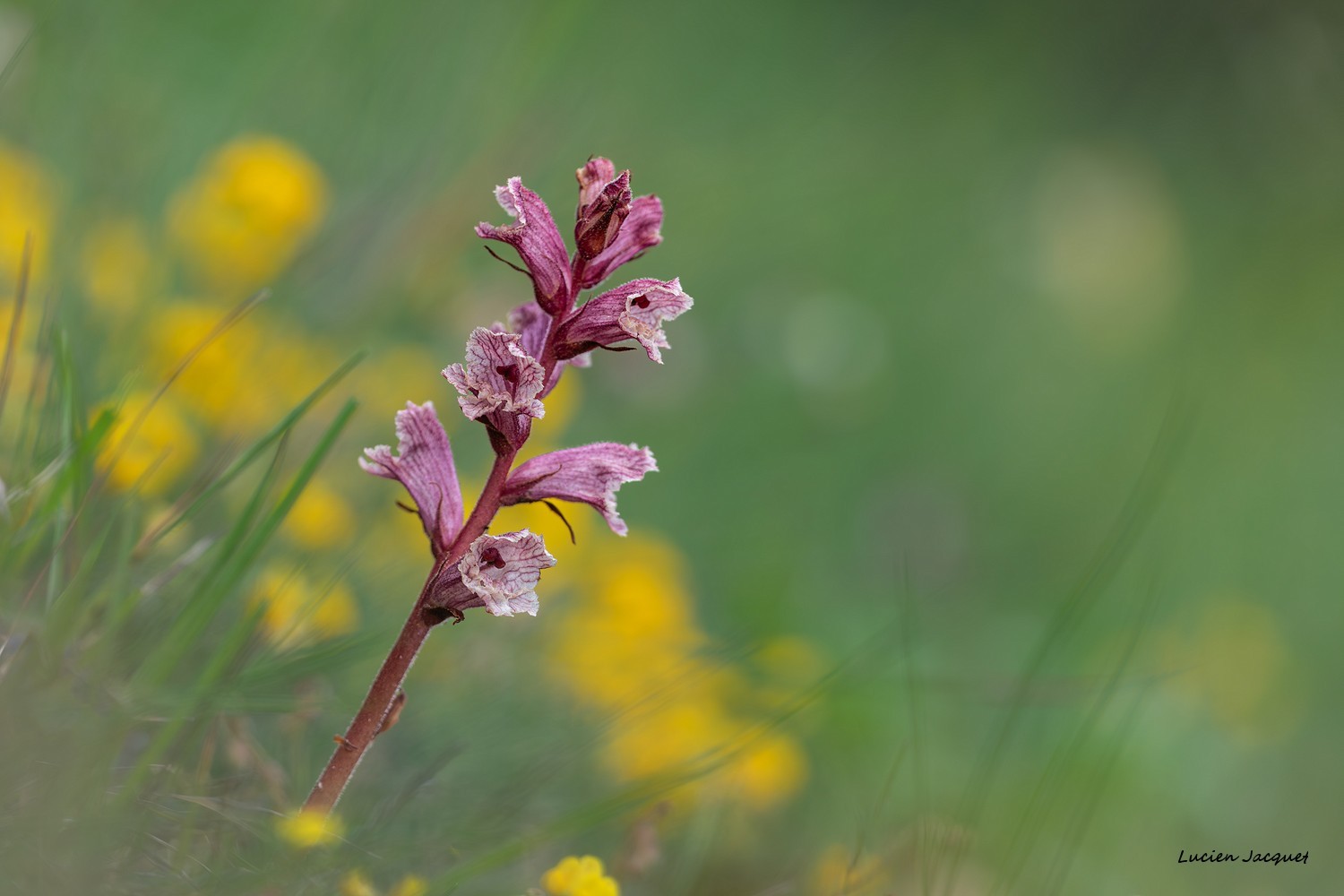 L’Orobanche (Orobanche)  