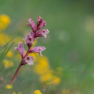 L’Orobanche (Orobanche)  