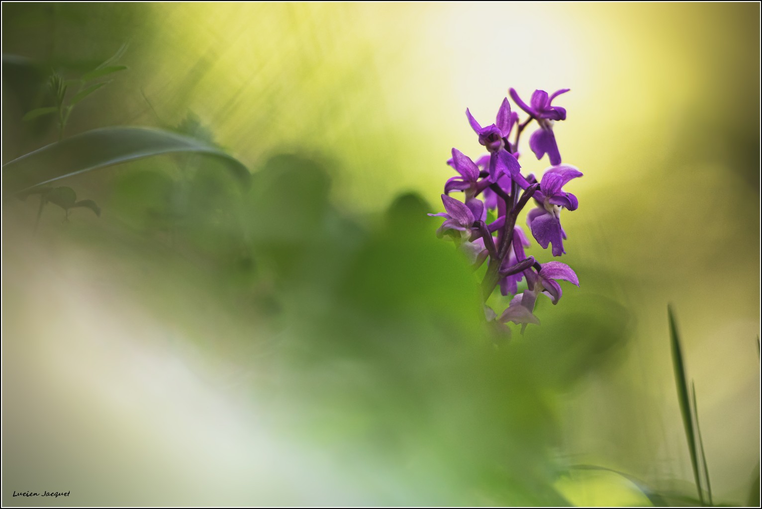 Comme une apparition !