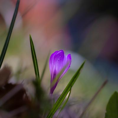 Crocus