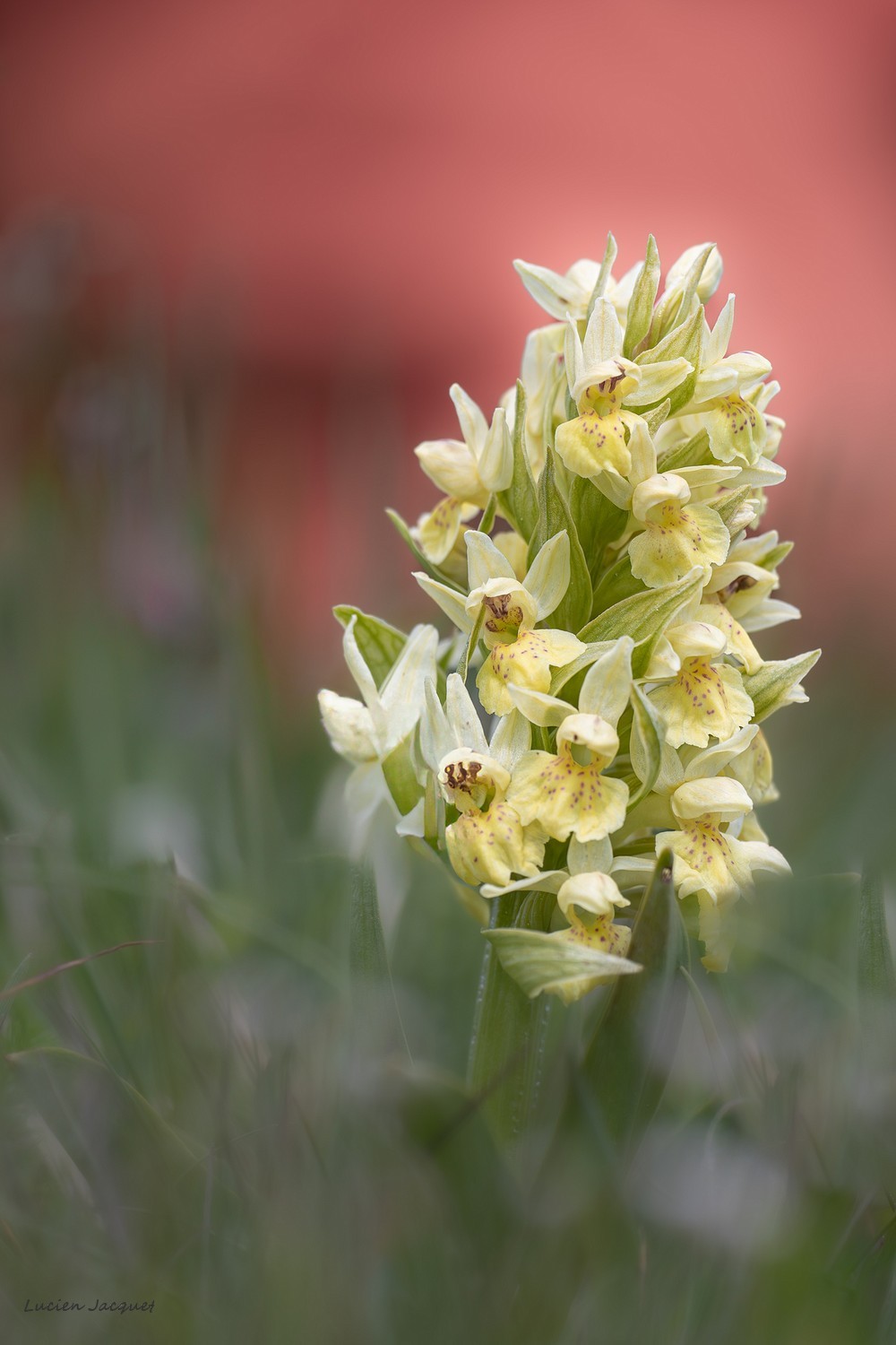 Orchis sureau.