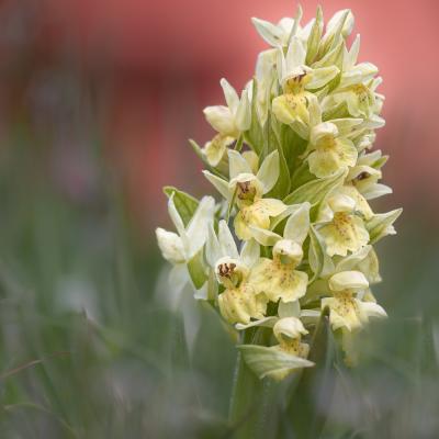 Orchis sureau.