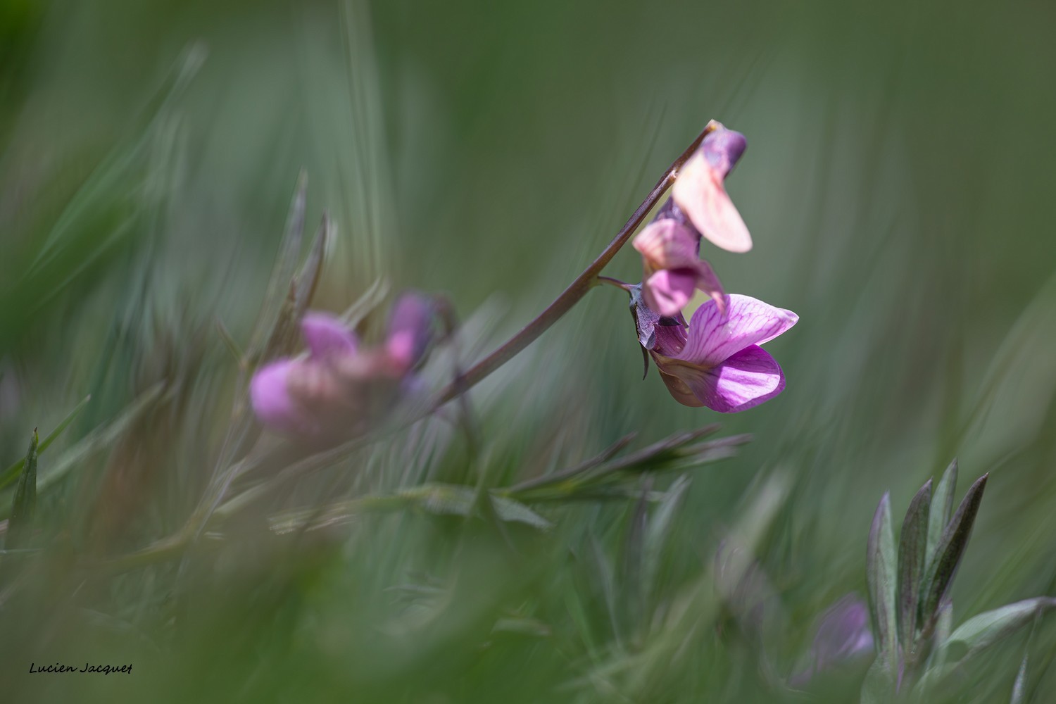 Une toute petite fleur dans la prairie.