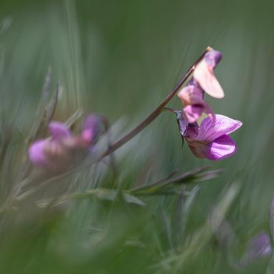 Une toute petite fleur dans la prairie.