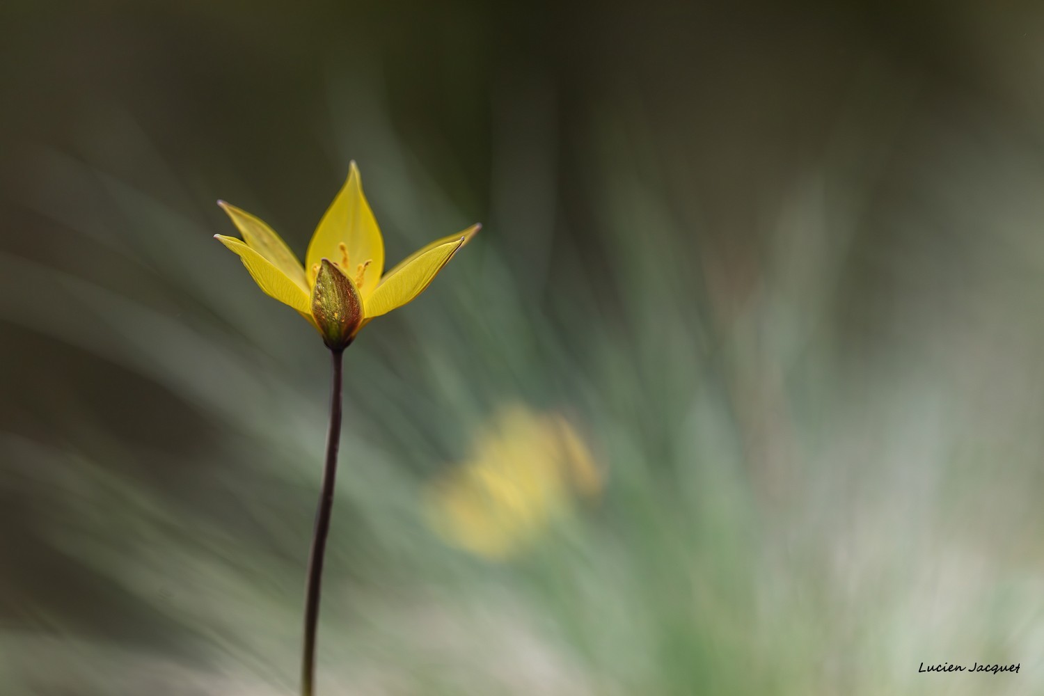 Tulipe sylvestre méridoniale.