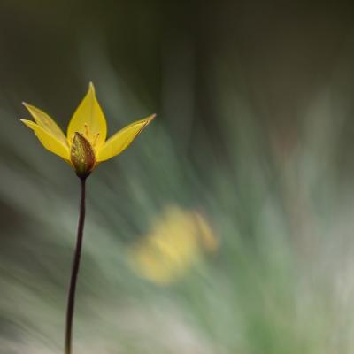 Tulipe sylvestre méridoniale.