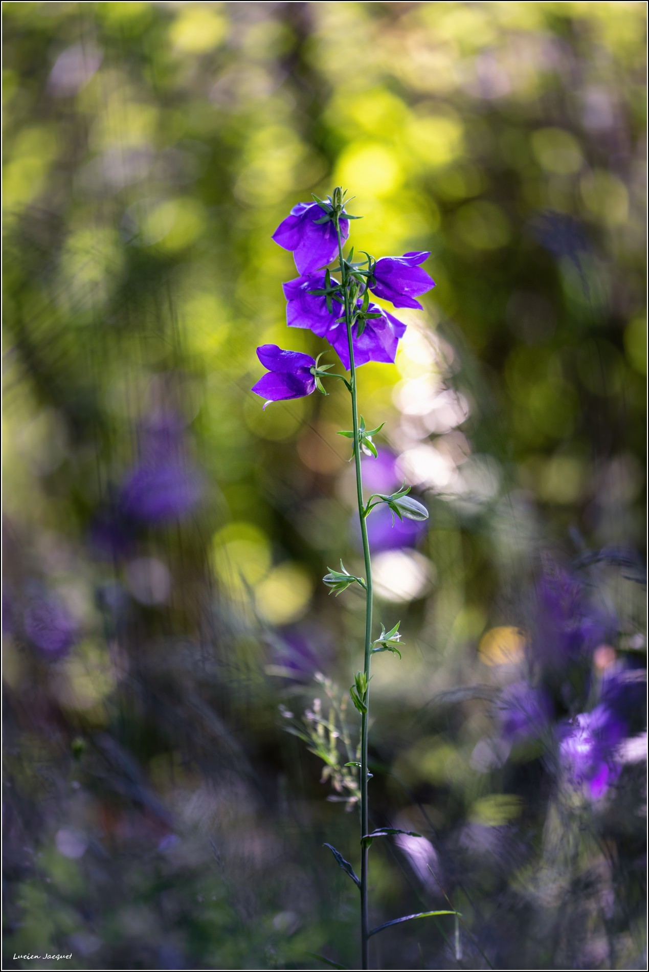 Campanule sous le vent.