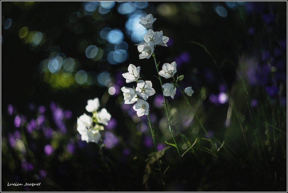 Comme un feux d'artifice !