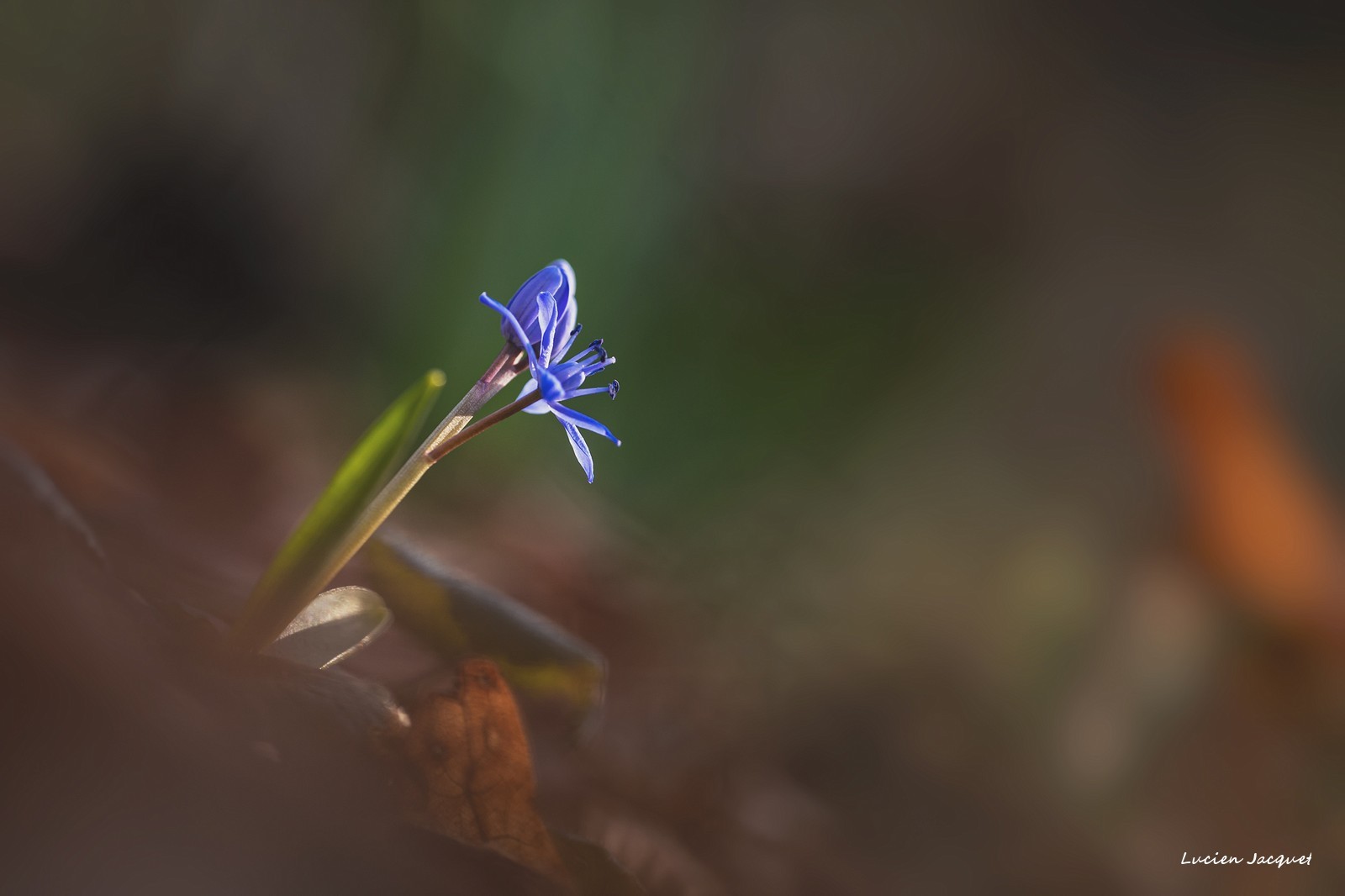 Scille à deux feuilles.